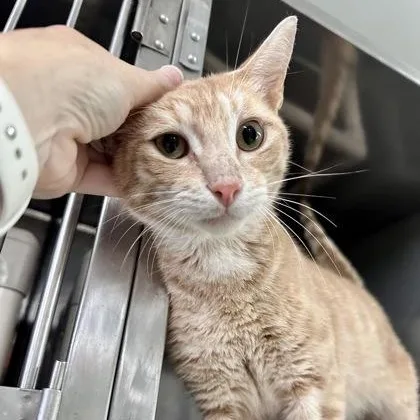 A young medium-sized male Orange & White Domestic Short Hair cat named Sneaky for adoption in Athens, GA
