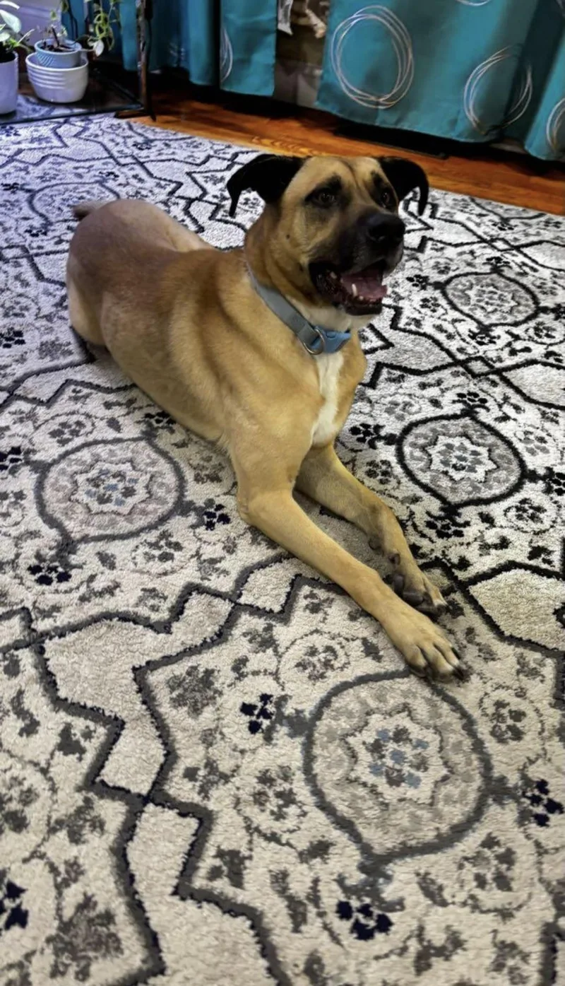 An adult large-sized male German Shepherd Dog dog named Max for adoption in Merrimac, MA