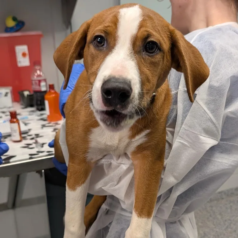 A baby medium-sized male Brown / Chocolate Mixed Breed dog named Platypus for adoption in Greenville, SC