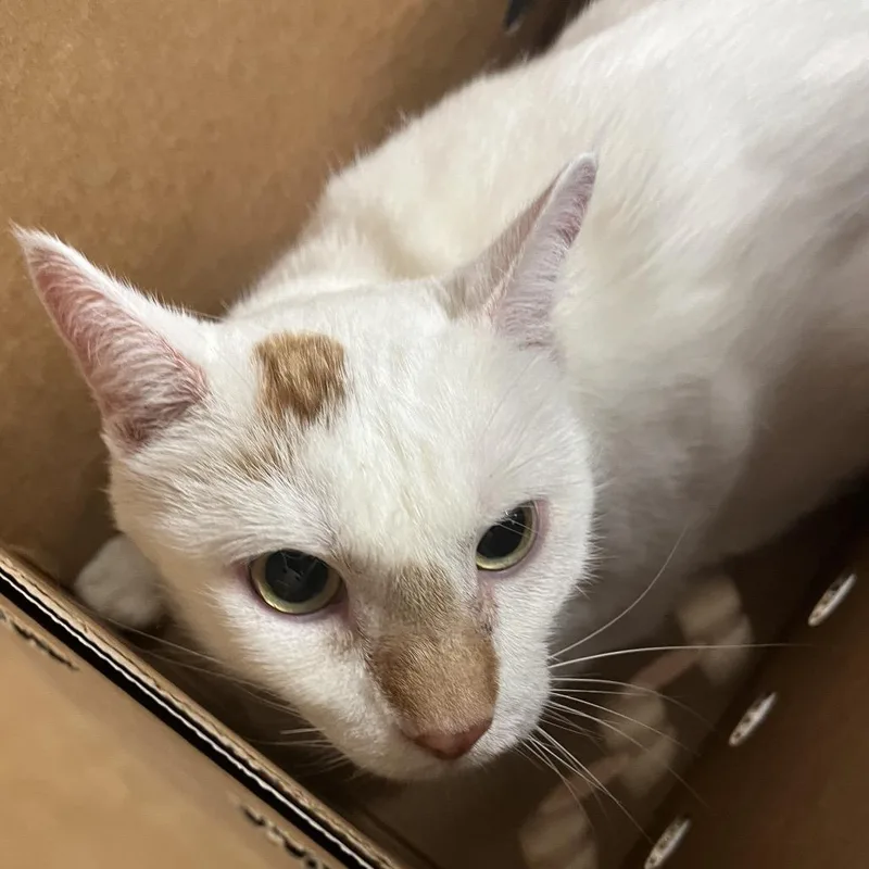 An adult large-sized male White Domestic Short Hair cat named Bert for adoption in Tampa, FL