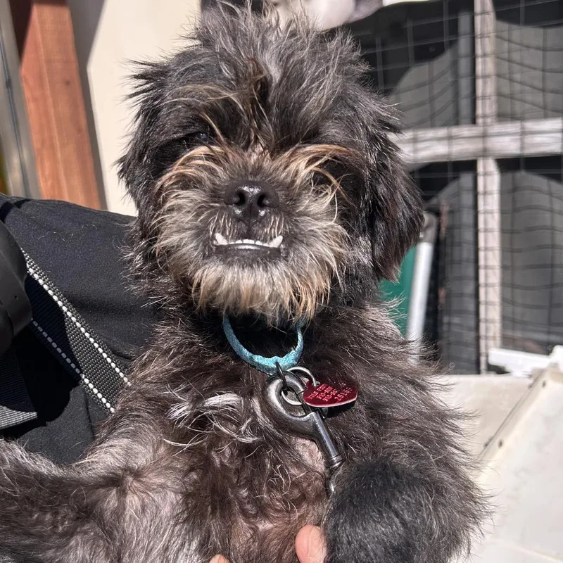 Pepper