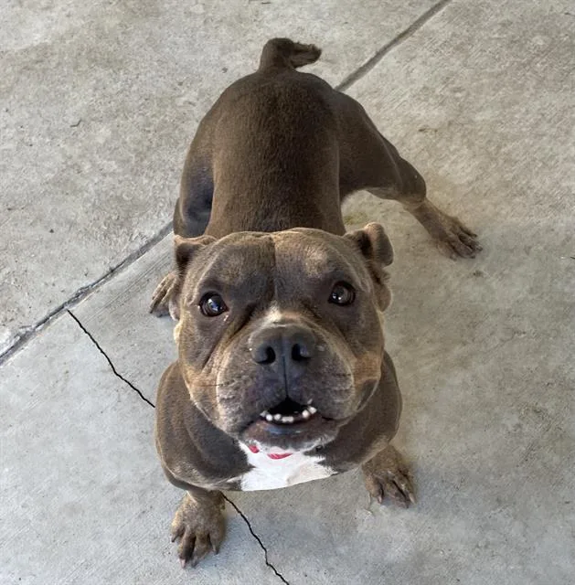 An adult medium-sized female Mixed Breed dog named Toadette for adoption in Palmetto, FL