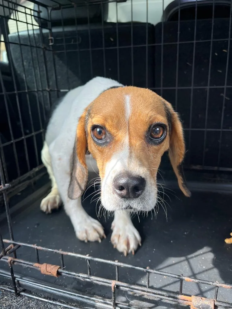 A young small-sized female Beagle dog named Ginasunshine for adoption in Berlin, MD