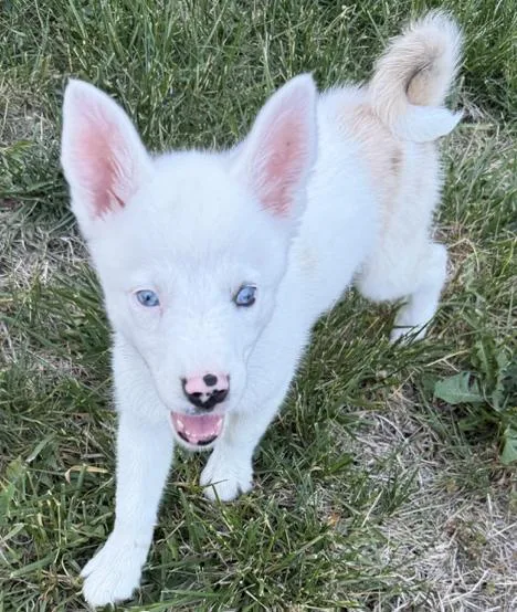 A baby medium-sized female White / Cream Australian Shepherd dog named Hashbrown for adoption in Manhattan, KS