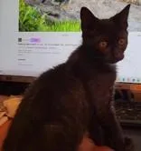 Cayenne & Paprikabonded Pair thumbnail 2