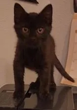 A young medium-sized male Black Domestic Short Hair cat named Cayenne & Paprikabonded Pair for adoption in Edgewood, NM