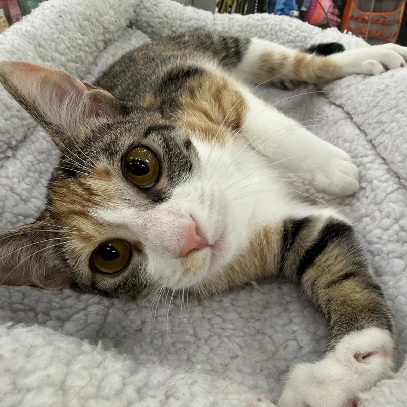 A baby medium-sized female Dilute Calico Domestic Short Hair cat named Lavigne for adoption in Austin, TX