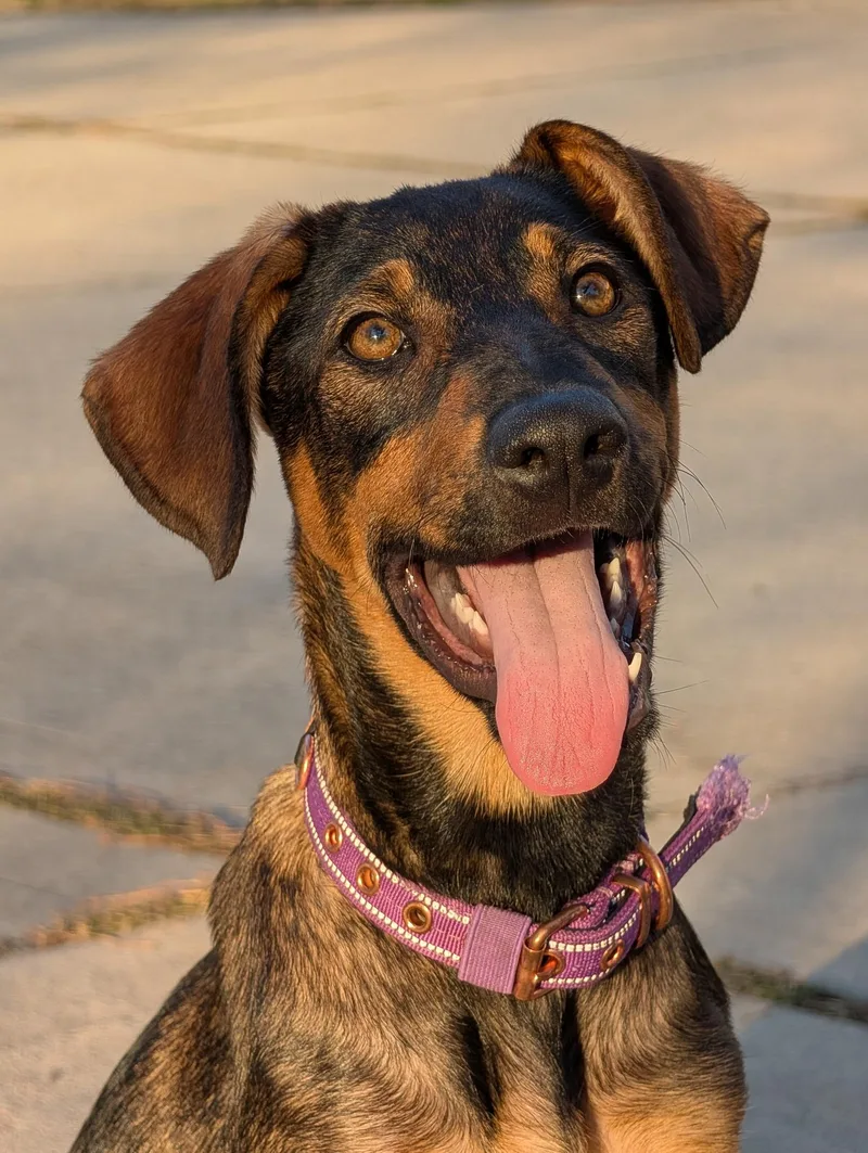 A baby medium-sized female Black Doberman Pinscher dog named Circe for adoption in Tomball, TX