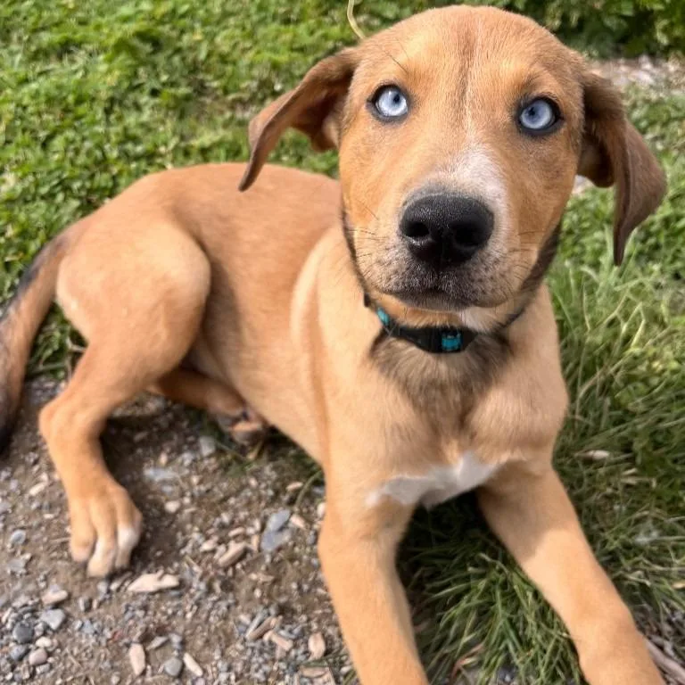 A baby medium-sized male Shepherd dog named Eggs for adoption in Logan, UT
