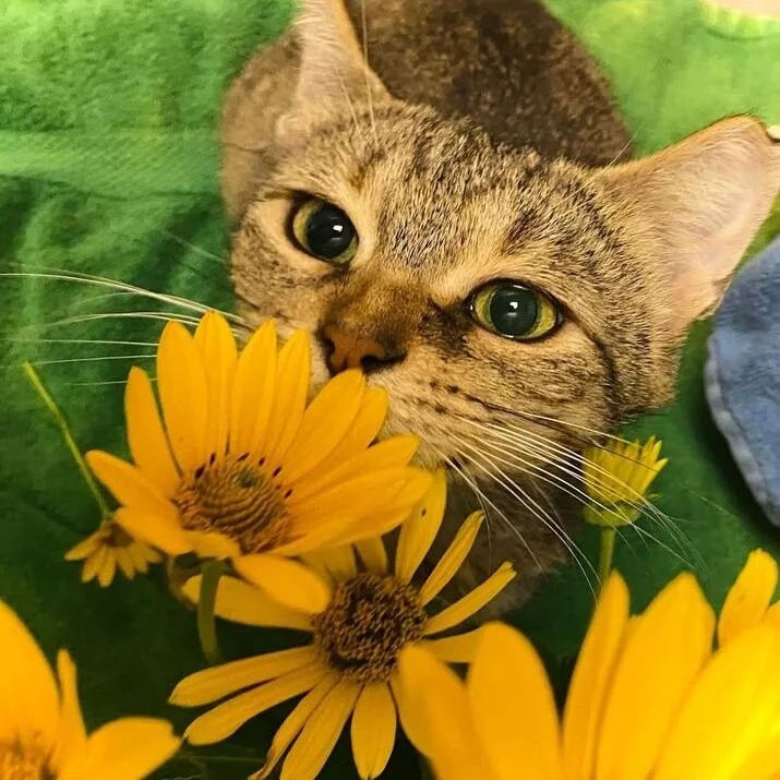 Sunflower thumbnail 3