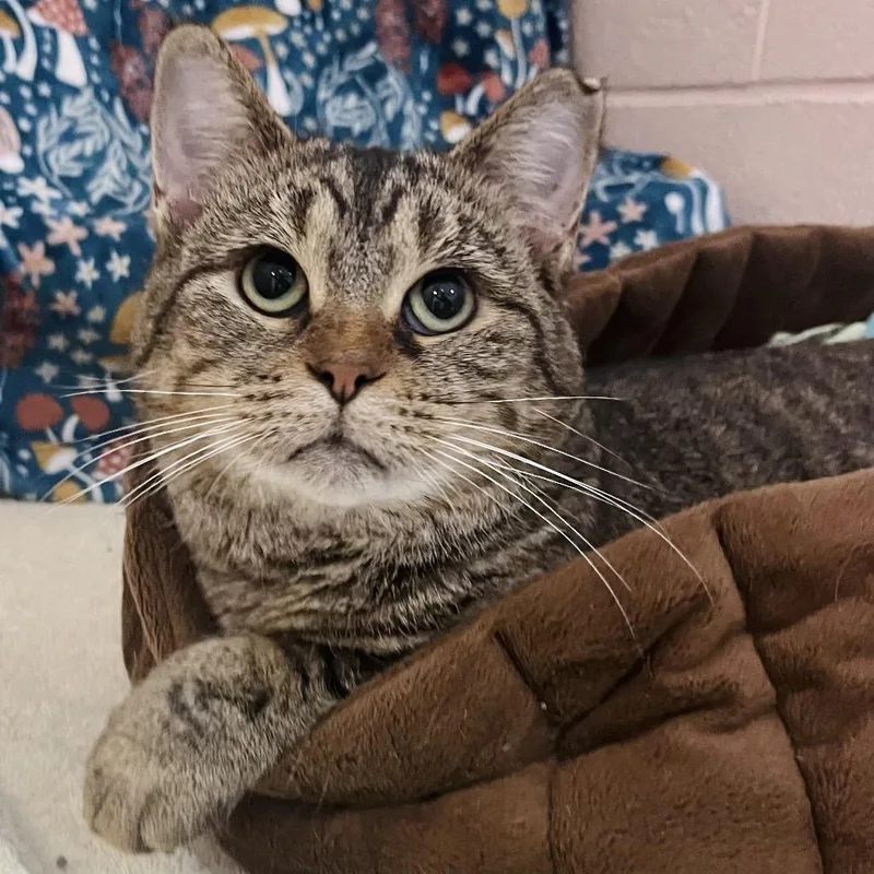 Sunflower thumbnail 6