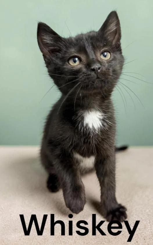 A baby medium-sized male Domestic Short Hair cat named Whiskey for adoption in Weems, VA