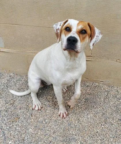 A young large-sized female Labrador Retriever dog named Tequila for adoption in Lake City, MI
