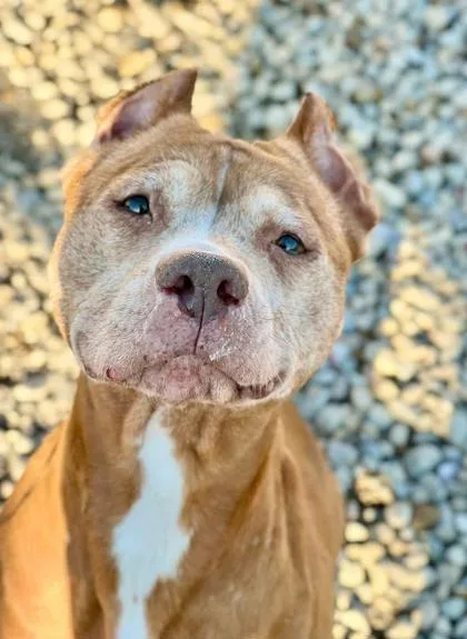 A senior medium-sized female Pit Bull Terrier dog named Arizona for adoption in Fishers, IN