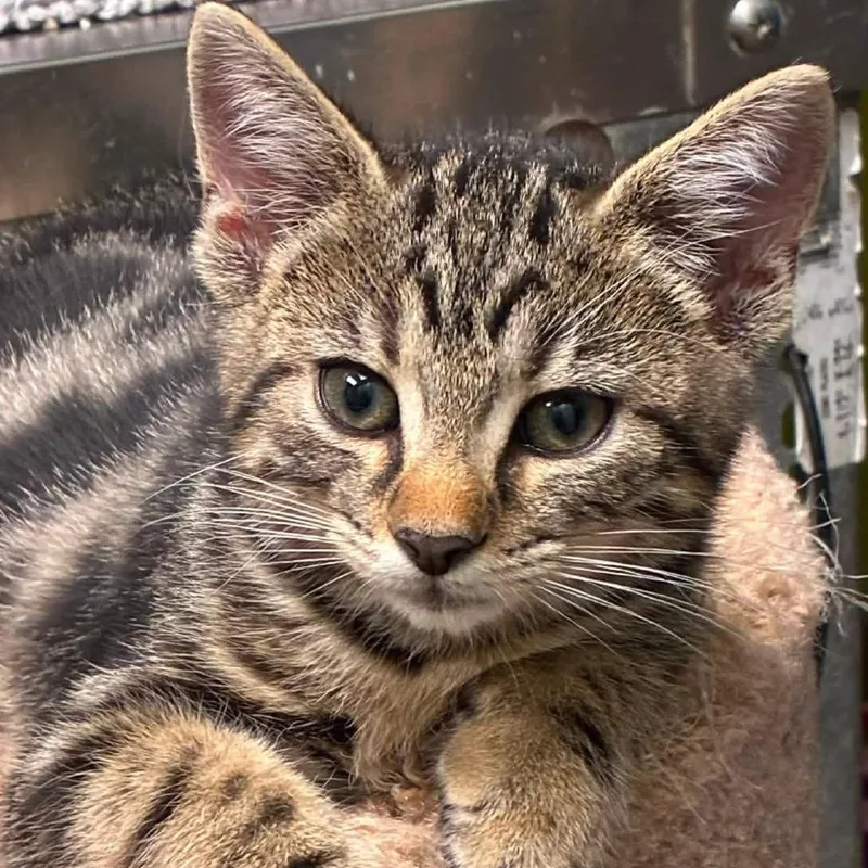 A young small-sized female Domestic Short Hair cat named Maya for adoption in Waynesburg, PA