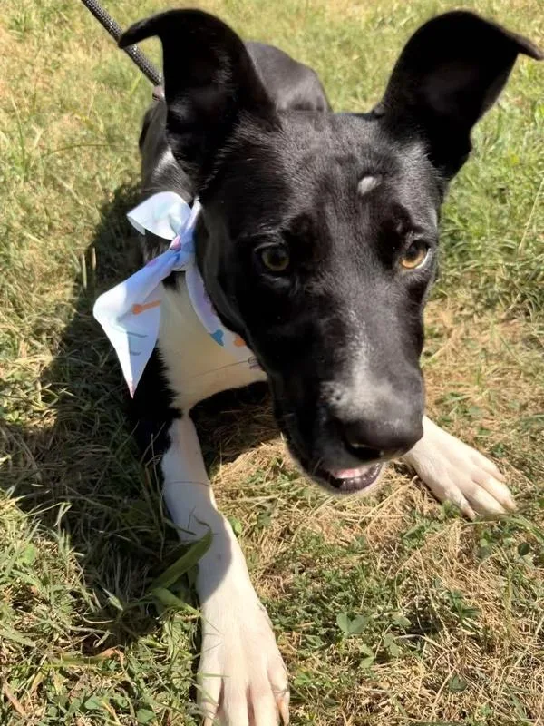 A young large-sized female Border Collie dog named Bellatrix for adoption in Morristown, TN