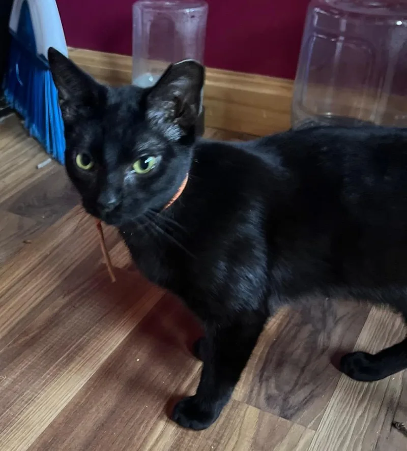 A young small-sized male Domestic Medium Hair cat named Nugget for adoption in Gorham, ME