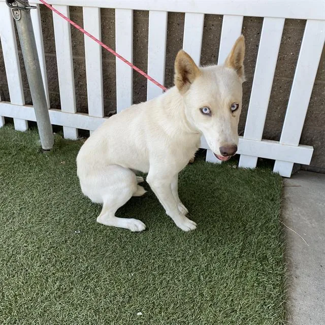 A young large-sized female Siberian Husky dog named Blanca for adoption in Modesto, CA