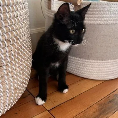 A baby small-sized male Domestic Short Hair cat named Lorax for adoption in Talent, OR