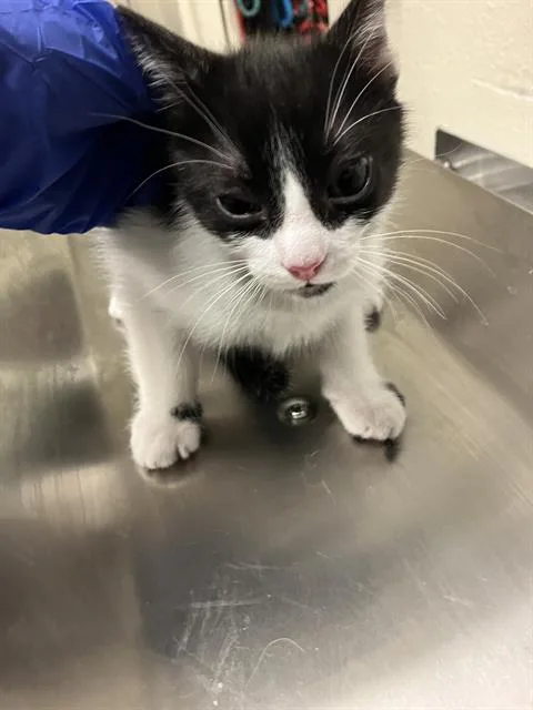 A baby small-sized male Domestic Short Hair cat named Leonardo for adoption in Long Beach, CA