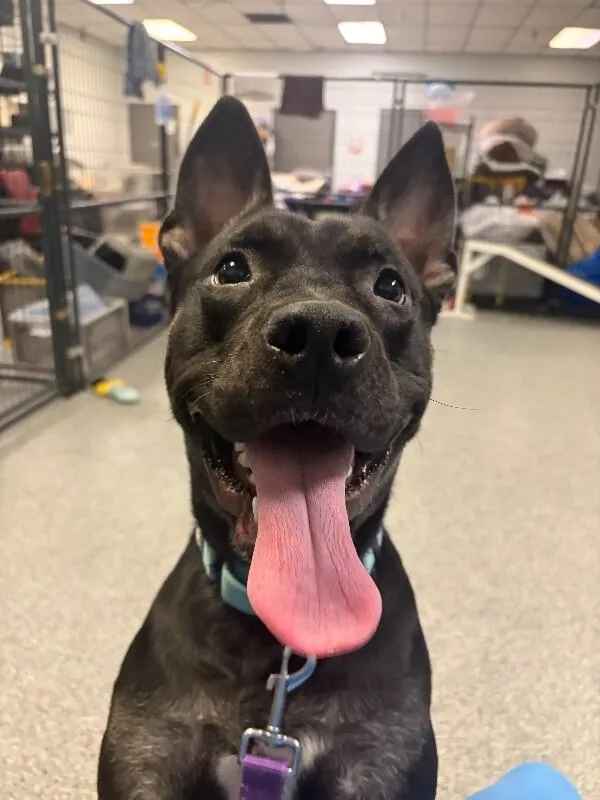 An adult large-sized female Black Mixed Breed dog named Queen for adoption in Cincinnati, OH