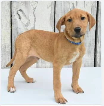 A baby medium-sized male Mixed Breed dog named Dan for adoption in West Chester, PA