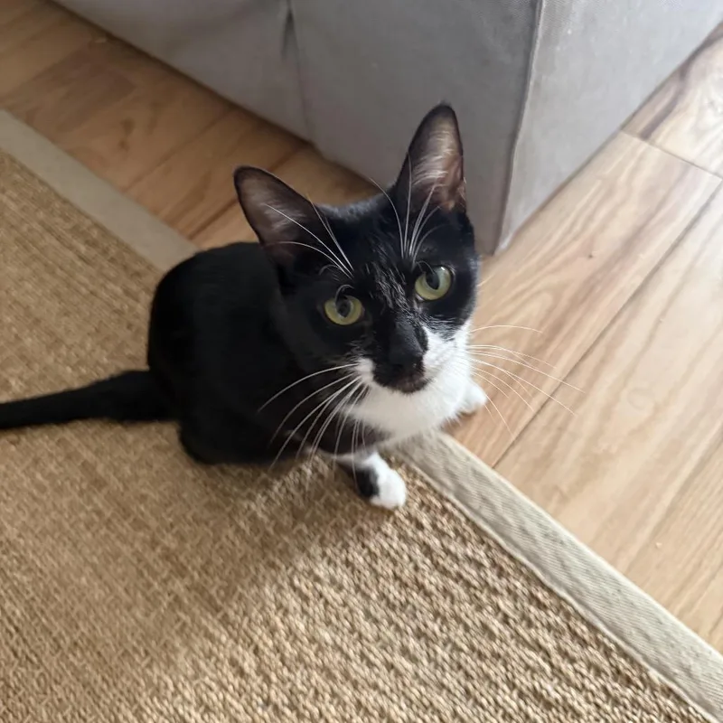 An adult small-sized female Black Domestic Short Hair cat named Mama Milan for adoption in Middle Village, NY