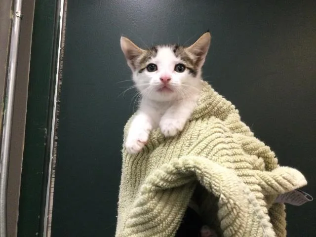 A baby small-sized male Domestic Short Hair cat named Johnny for adoption in Thousand Palms, CA
