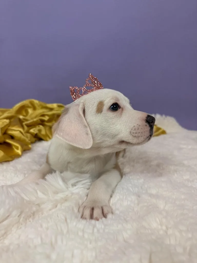 Countess thumbnail 2