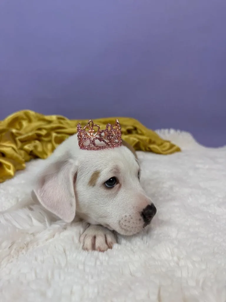 Countess thumbnail 3