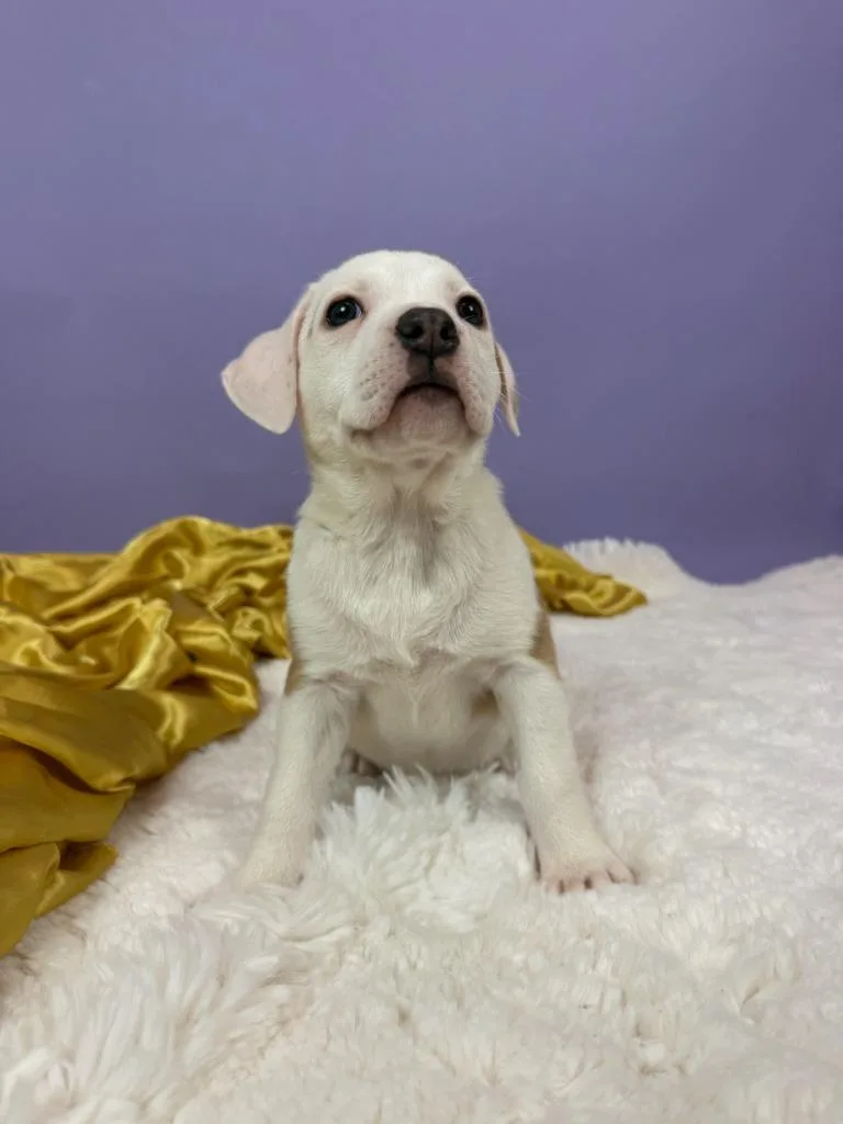 Countess thumbnail 4