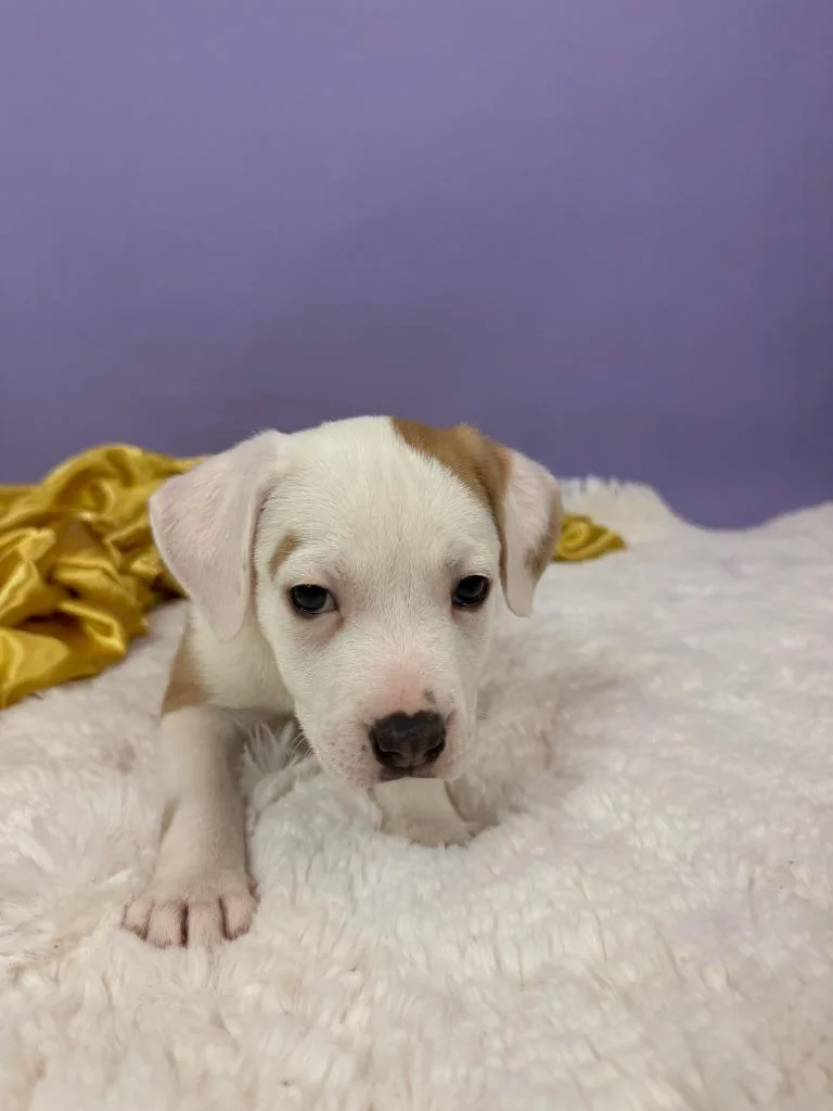 Countess thumbnail 5