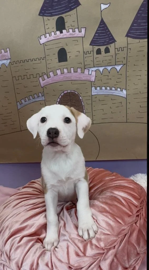 Countess thumbnail 6