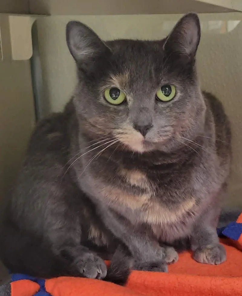 An adult medium-sized female Dilute Tortoiseshell cat named Mint Mint for adoption in Portage, WI