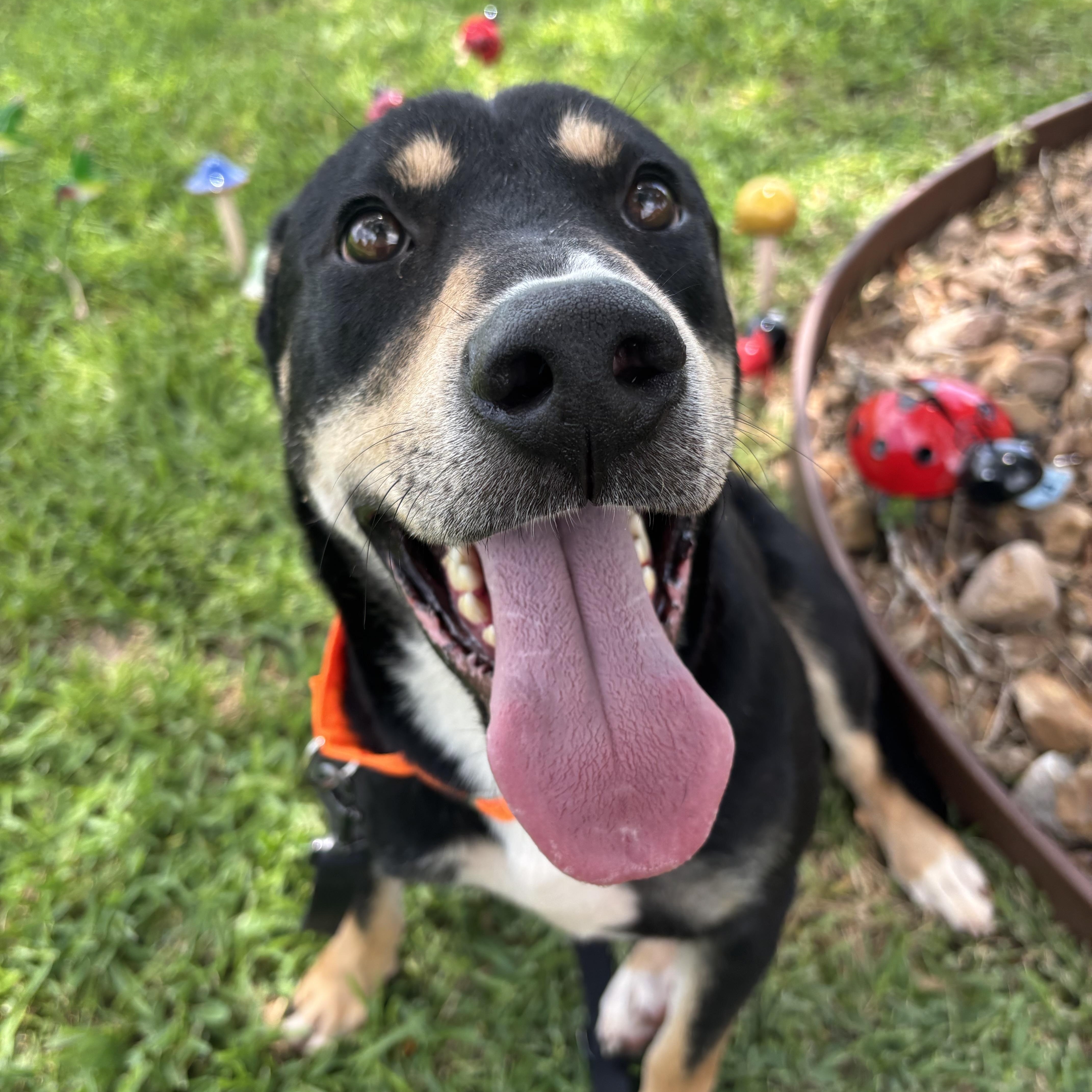 A young medium-sized male Rottweiler dog named Rosco for adoption in Pearland, TX