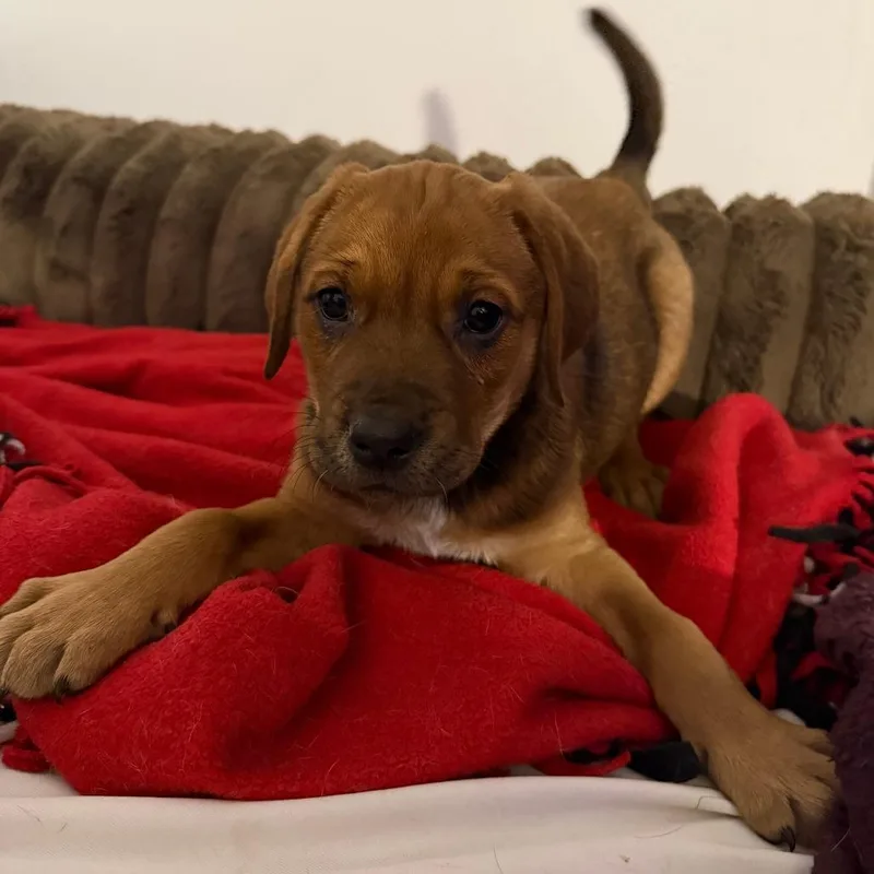 A baby medium-sized female Brown / Chocolate Mixed Breed dog named Stank for adoption in Cincinnati, OH