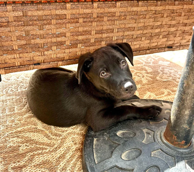 A baby small-sized male Labrador Retriever dog named Ben for adoption in Los Angeles, CA