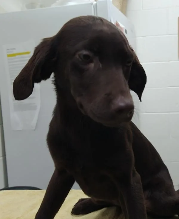 A baby large-sized female Labrador Retriever dog named Azi for adoption in Pocatello, ID