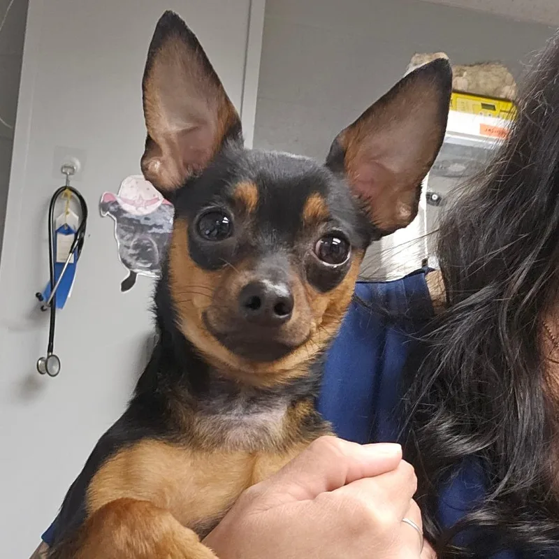 A young small-sized male Black Chihuahua dog named Guapo for adoption in Birdsboro, PA