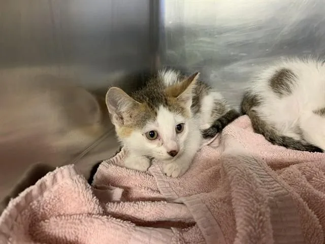 A baby small-sized male Domestic Short Hair cat named A for adoption in Grand Prairie, TX