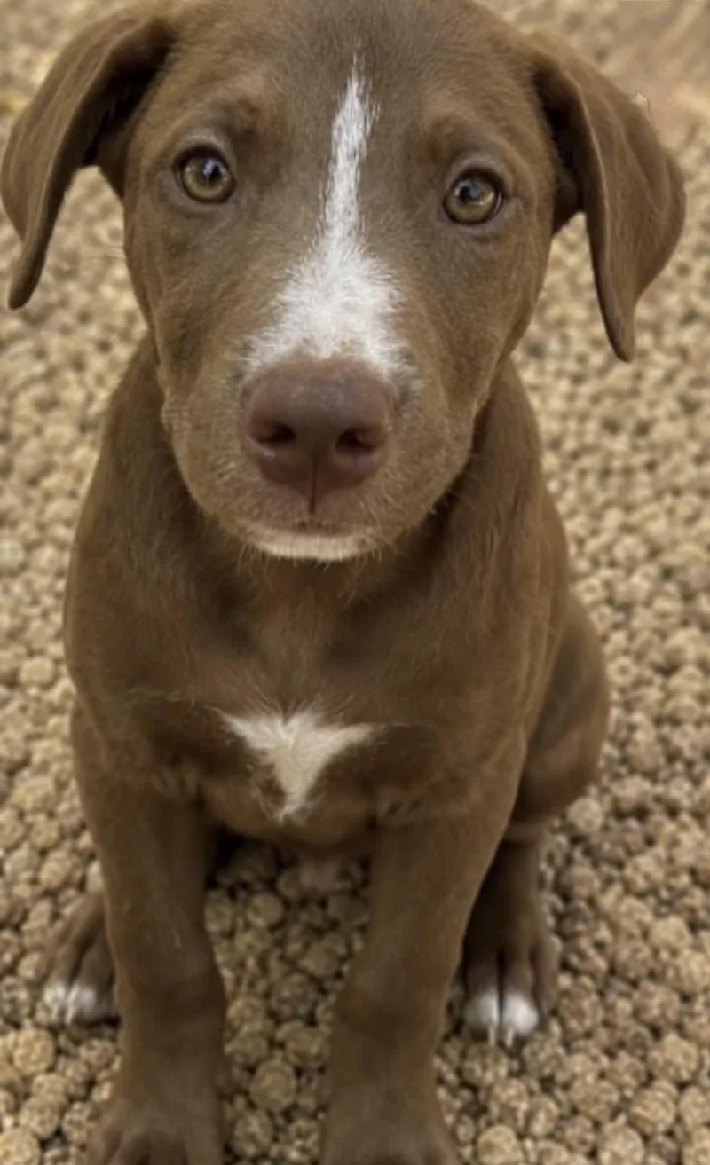 A baby medium-sized female Brown / Chocolate Labrador Retriever dog named Gemma for adoption in Watertown, CT