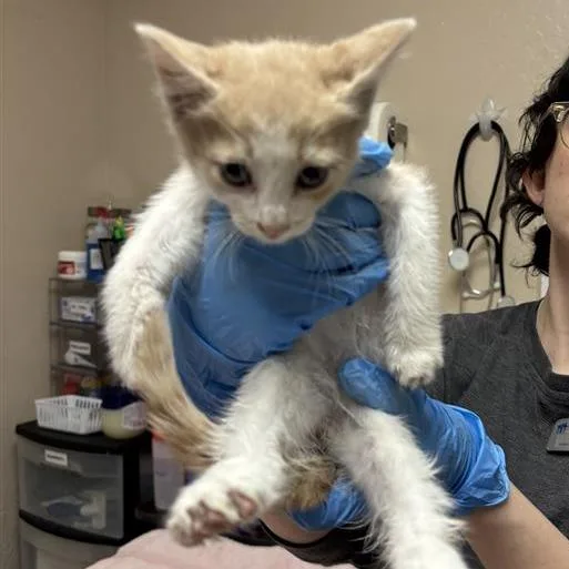 A baby small-sized female Orange / Red Domestic Short Hair cat named Perry for adoption in Tempe, AZ