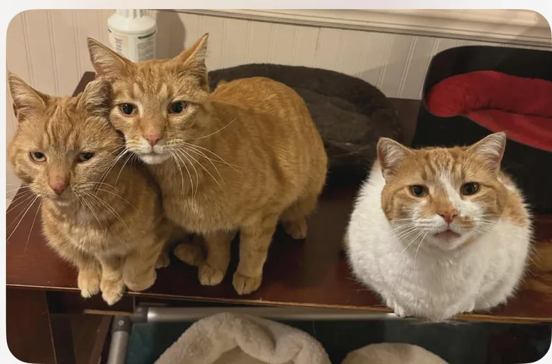 An adult large-sized male Orange & White Domestic Short Hair cat named The Orange Cat Family for adoption in Wadsworth, OH