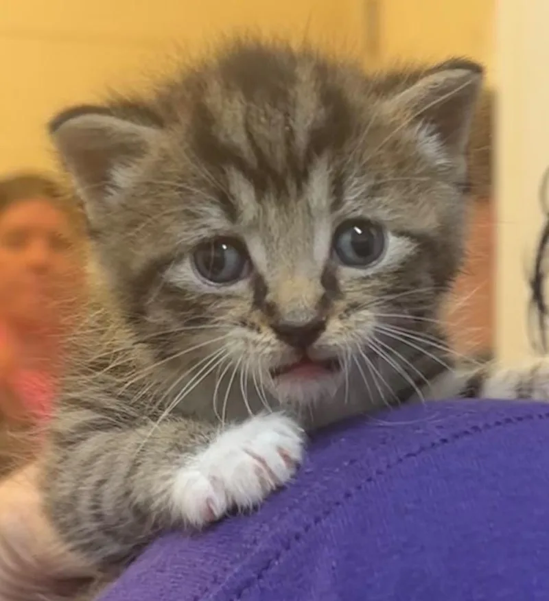 A baby small-sized male Domestic Short Hair cat named Tonka for adoption in Elizabethton, TN