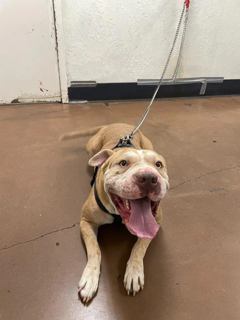 A young medium-sized female Pit Bull Terrier dog named Coral for adoption in Chico, CA