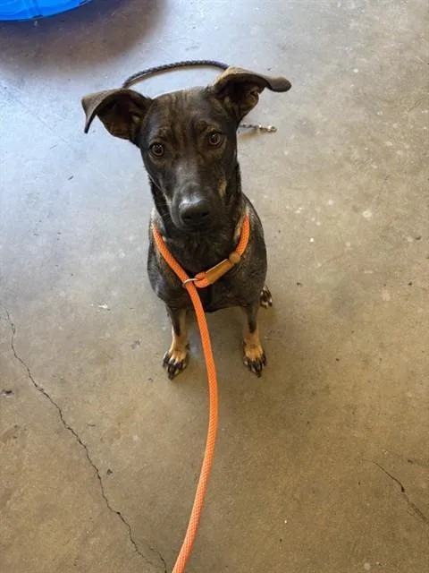 A young medium-sized female German Shepherd Dog dog named Marge for adoption in Ontario, CA