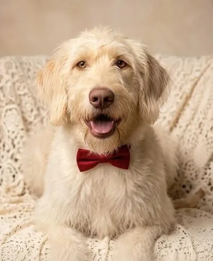 A young large-sized male White / Cream Labradoodle dog named Amazing Zack for adoption in Burlington, NC