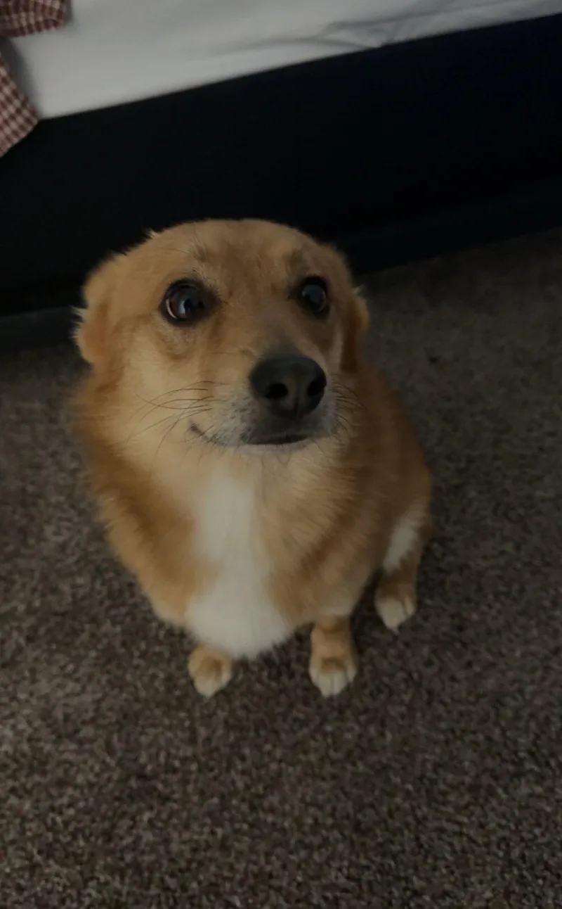 A young medium-sized male Corgi dog named Dandy for adoption in Grafton, WI
