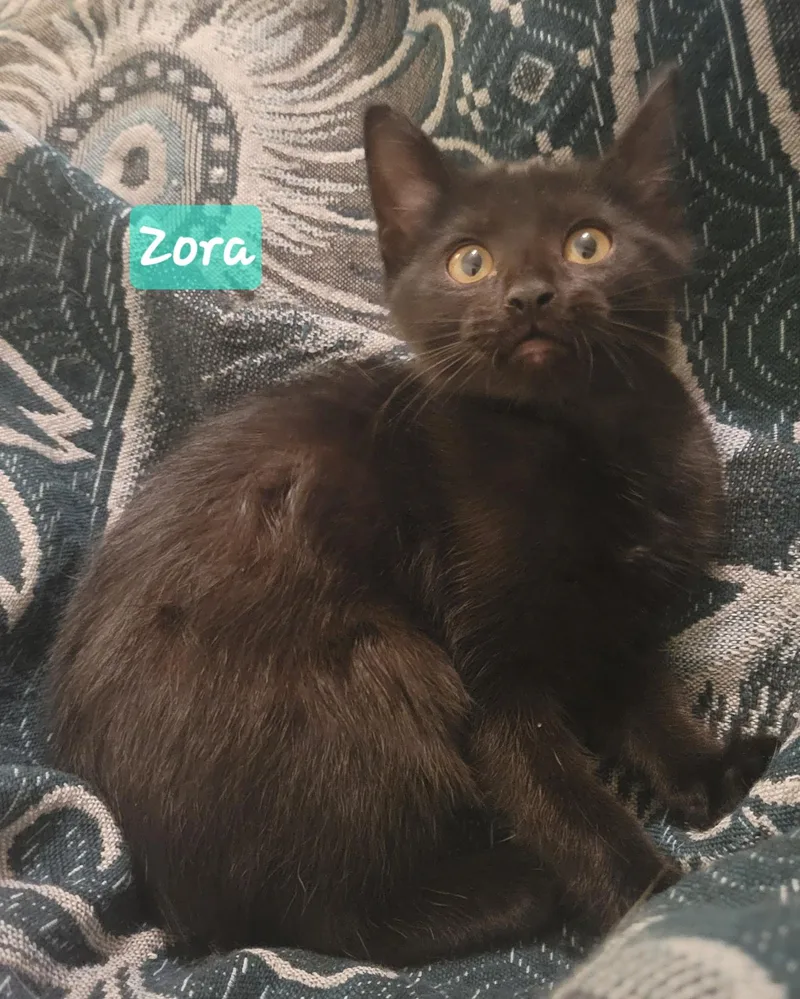 A baby small-sized female Black Domestic Short Hair cat named Zora for adoption in Greenwood, IN