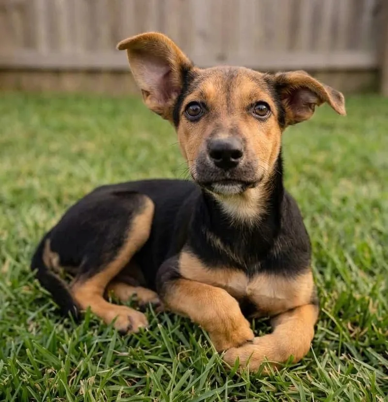 A baby medium-sized female Shepherd dog named Juliet for adoption in Crown Point, IN